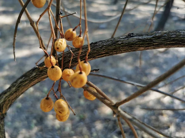 Ένα Κοντινό Πλάνο Φρούτα Ginkgo Ένα Δέντρο — Φωτογραφία Αρχείου