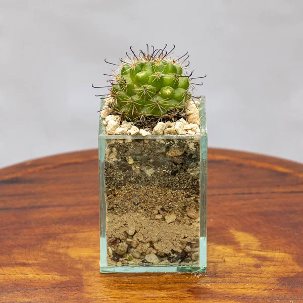 Ein Kaktus Einem Transparenten Topf Mit Steinen Und Erde Auf — Stockfoto