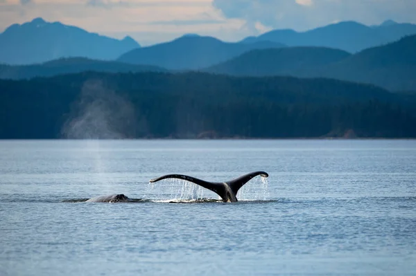 Humpback Whale Fluke Sutil Channel Discovery Islands Quadra Island Canada — Stock Photo, Image