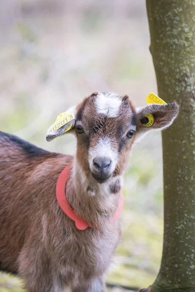 Plan Vertical Une Petite Chèvre Domestique Capturée Dans Une Ferme — Photo