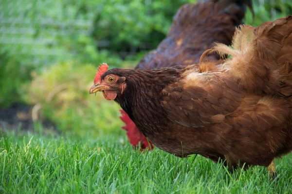 Egy Közeli Felvétel Két Piros Csirkéről Amint Zöld Füvet Esznek — Stock Fotó