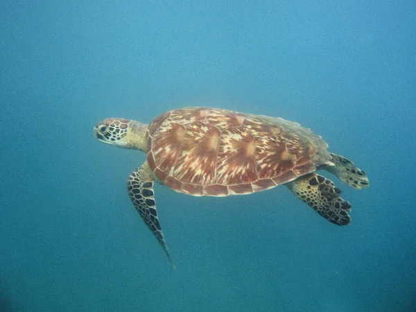 Gros Plan Une Tortue Dans Lac — Photo