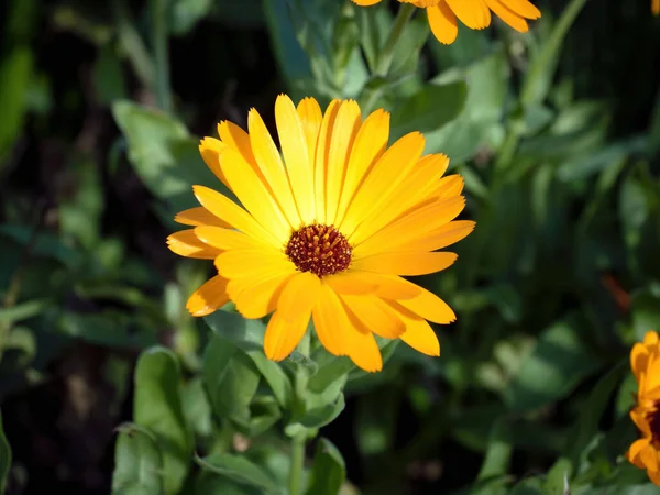 Vista Olla Caléndula Caléndula Officinalis Flor — Foto de Stock