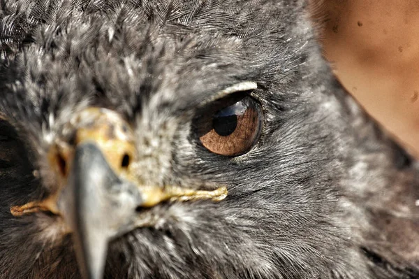 Een Close Shot Van Het Prachtige Oog Gezicht Van Een — Stockfoto