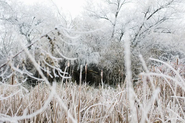 Sušené Zamrzlé Trávy Stromy Kolem Wilsonova Rybníka Nampě Idaho — Stock fotografie