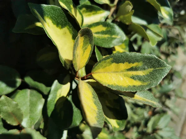 Sebuah Gambar Closeup Dari Daun Zaitun Berduri — Stok Foto