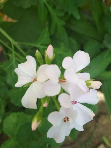 Detailní Záběr Bílých Pelargonium Květin — Stock fotografie