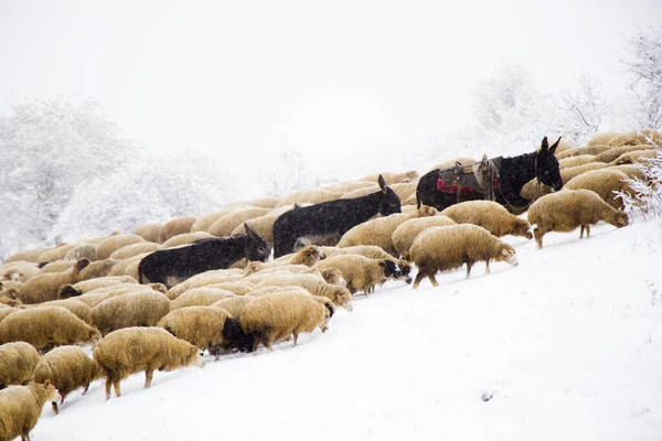 Прекрасный Вид Коз Ослов Пасущихся Поле Зимой — стоковое фото