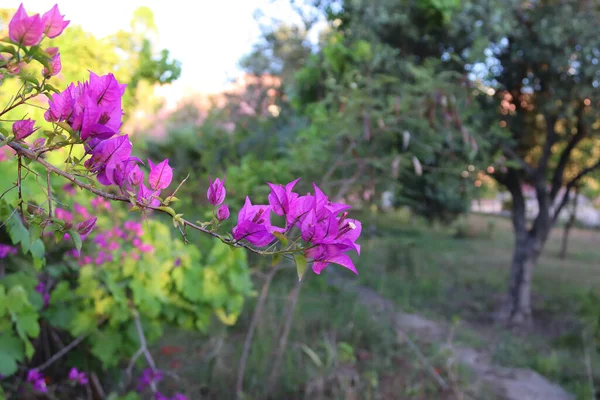 草の中の紫色の花を背景に閉じて — ストック写真
