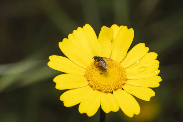 Eine Selektive Fokusaufnahme Einer Biene Auf Einem Gelben Gänseblümchen — Stockfoto