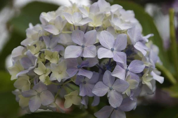Płytkie Ujęcie Ostrości Wiązki Niebieskich Kwiatów Hortensji Naturze — Zdjęcie stockowe