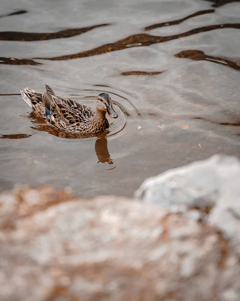 一只野鸭在水里的垂直镜头 — 图库照片