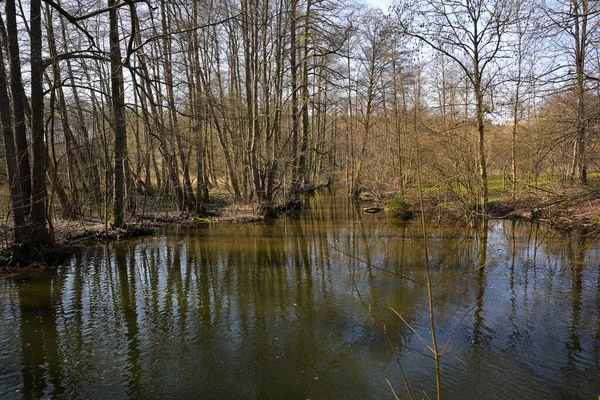 Piękny Widok Jezioro Otoczone Cienkimi Wysokimi Drzewami Środku Lasu — Zdjęcie stockowe