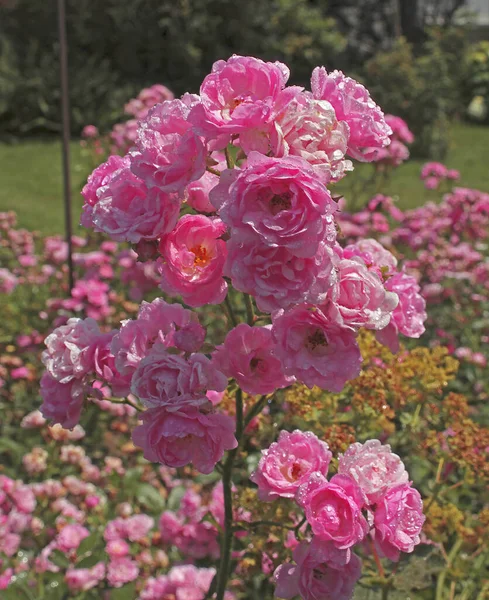 Vertikální Záběr Krásné Růžové Růže Rostoucí Zahradě — Stock fotografie