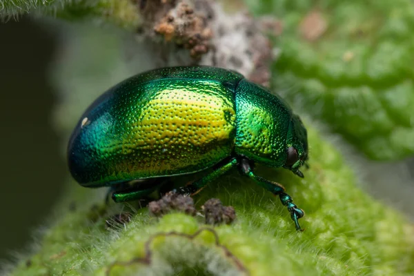 Closeup Shot Tansy Beetle Leaf — Stock Photo, Image