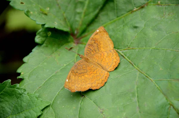 Egy Narancssárga Pillangó Közelsége Nőstényujj Növény Levelén Homályos Háttérrel — Stock Fotó