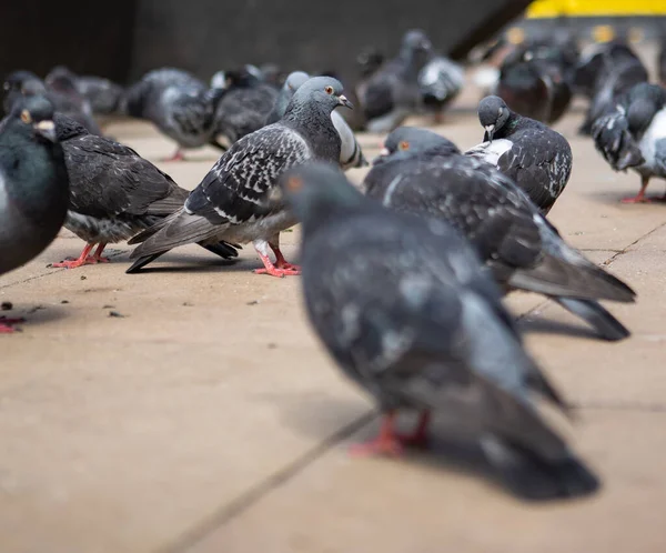 Bir Grup Güvercin Kaldırımda — Stok fotoğraf