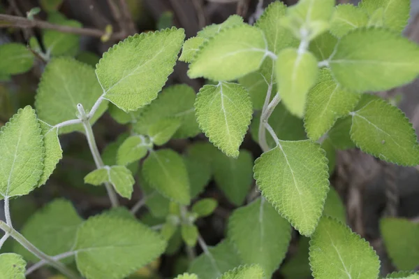 自然の中でミントの植物の茎と葉の浅いフォーカスクローズアップショット — ストック写真
