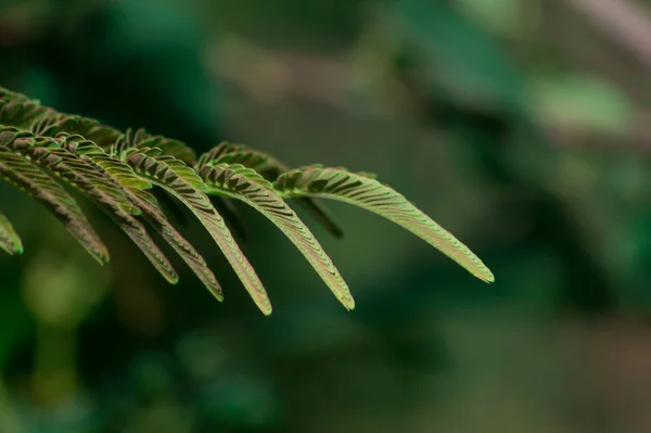 Селективный Фокус Зеленых Листьев Филланта — стоковое фото