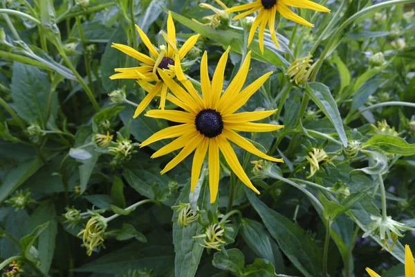 Gros Plan Une Susan Aux Yeux Noirs Ses Feuilles — Photo