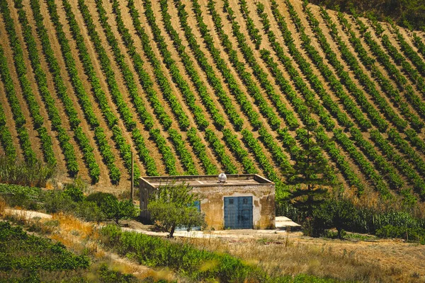 Una Hermosa Vista Una Hilera Árboles Ladera — Foto de Stock