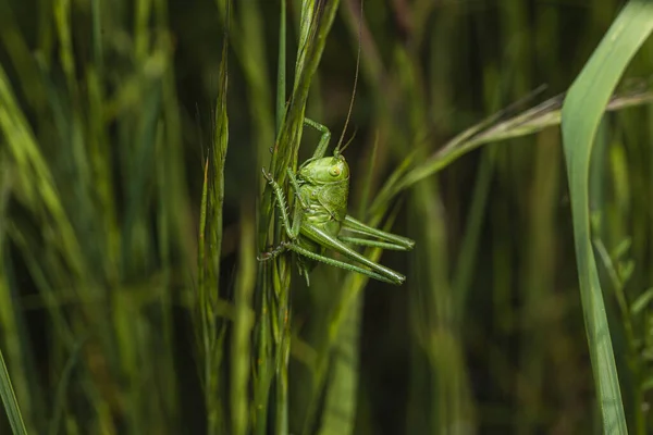 Nahaufnahme Einer Heuschrecke Auf Einem Feld — Stockfoto