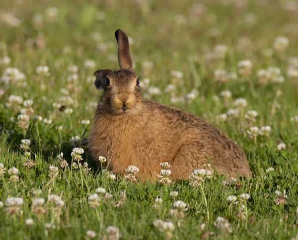 Nahaufnahme Eines Niedlichen Braunen Kaninchens Auf Der Grünen Wiese — Stockfoto