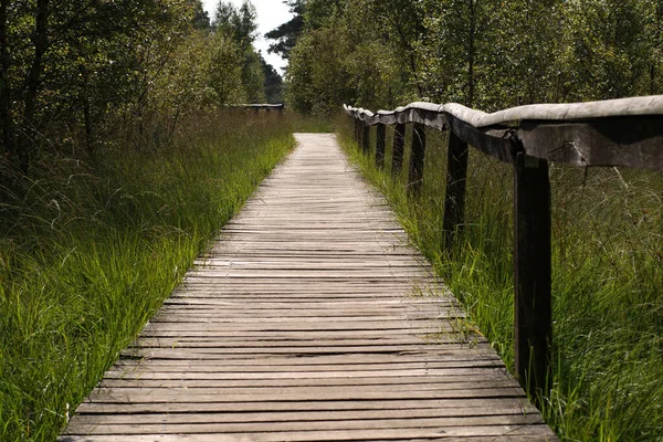 Wooden Path Trees Cloudy Day — Stock Photo, Image