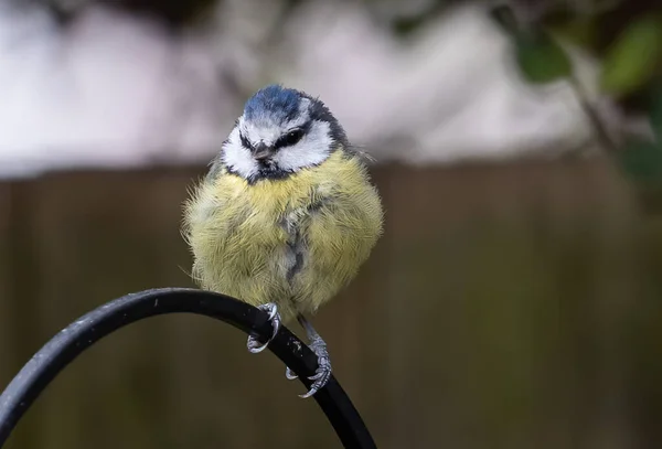 Closeup Eurasian Blue Tit — Stock Fotó