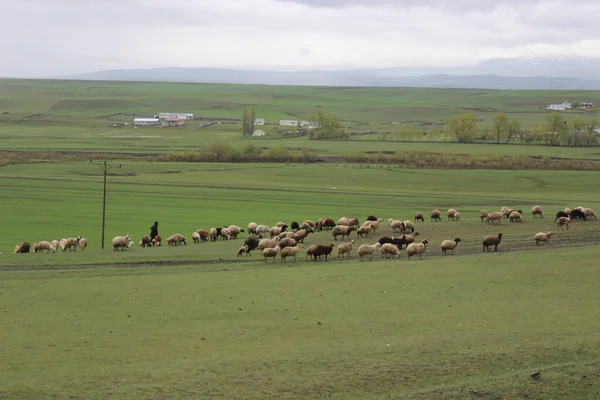 Een Landschap Van Een Kudde Schapen Grazen Een Weide Onder — Stockfoto