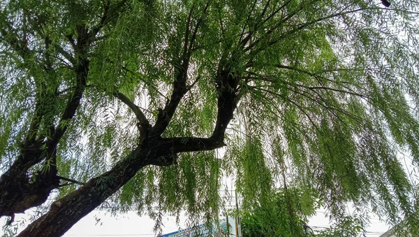 Ett Vackert Träd Med Täta Färska Gröna Blad Perfekt För — Stockfoto