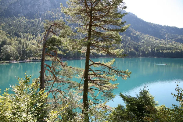 Μια Επιλεκτική Από Πράσινα Δέντρα Κοντά Μια Γαλάζια Λίμνη — Φωτογραφία Αρχείου