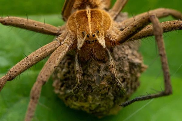 Primer Plano Una Araña Pimoidae Una Hoja — Foto de Stock