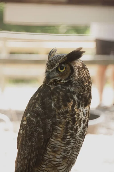 Disparo Vertical Gran Búho Con Cuernos Posado Santuario Aves Luz — Foto de Stock