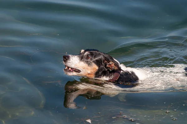 Чарівна Собака Воді — стокове фото