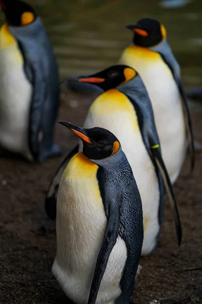 Vertikal Bild Vagga Kung Pingviner Marken Dagsljus Med Suddig Bakgrund — Stockfoto