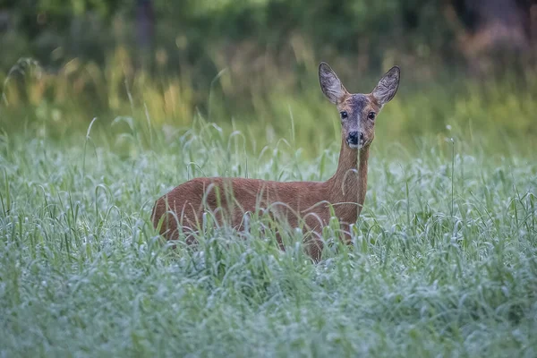 鹿群在草甸草地上的浅浅的聚焦点镜头 — 图库照片