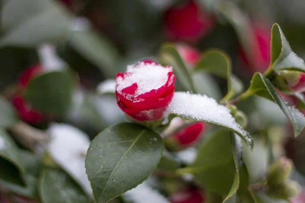 Eine Selektive Fokusaufnahme Einer Schönen Roten Rose Bedeckt Von Schnee — Stockfoto