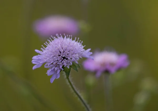 stock image A closeup shot of a blooming Knautia arvensis flower