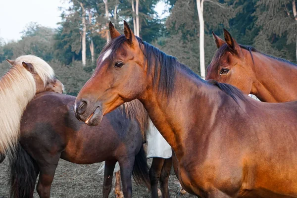 Una Manada Hermosos Caballos Bosque — Foto de Stock