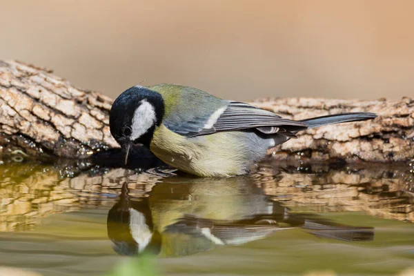 Closeup Great Tit Bird Drinking Water Pond Sunlight — Photo