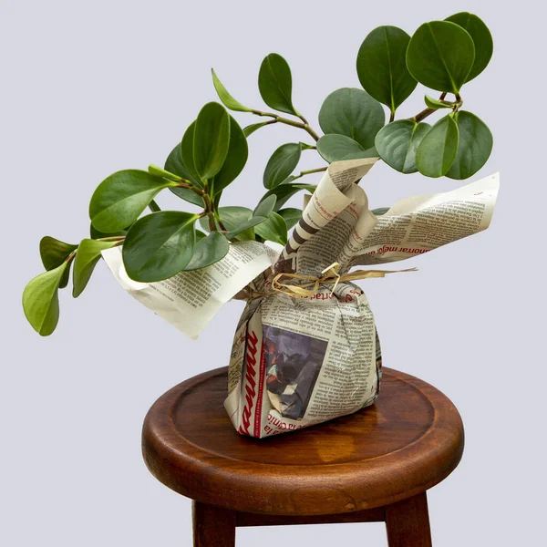 Ένα Δέντρο Χρημάτων Συσκευασμένο Εφημερίδα Ξύλινο Σκαμνί — Φωτογραφία Αρχείου