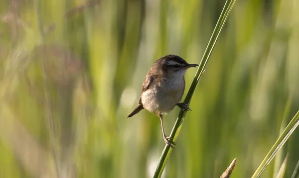 Primer Plano Acrocephalus Warbler Tallo Planta —  Fotos de Stock