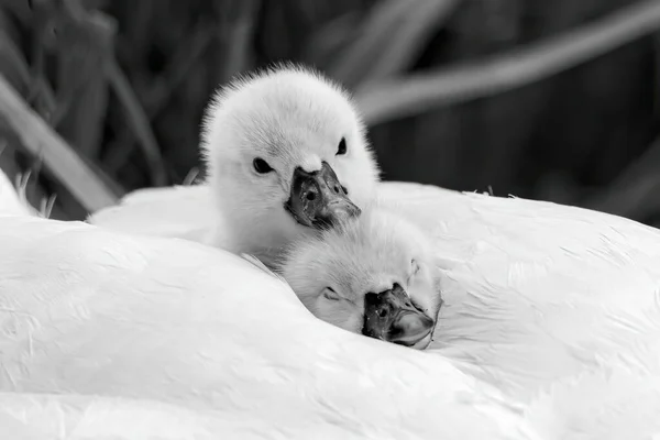 Annesine Sarılan Sevimli Yavru Ördeklerin Gri Tonlu Bir Fotoğrafı — Stok fotoğraf