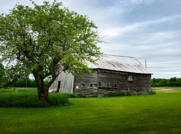 Old Wooden Barn Tree Growing Nearby — Stock Photo, Image