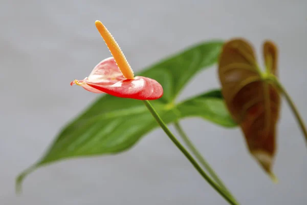 Primer Plano Una Planta Laceleaf Sobre Fondo Gris — Foto de Stock