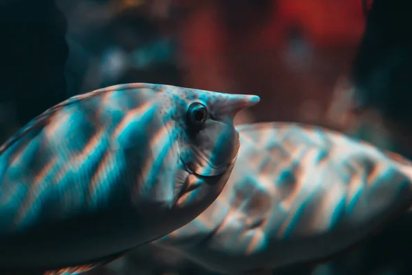 Akvaryum Balığının Yakın Çekimi — Stok fotoğraf