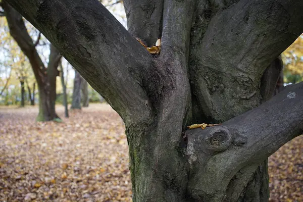 Een Close Shot Van Bomen Het Bos Herfst — Stockfoto