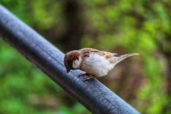 Roztomilý Malý Vrabec Sedí Kovové Trubce Přírodě — Stock fotografie