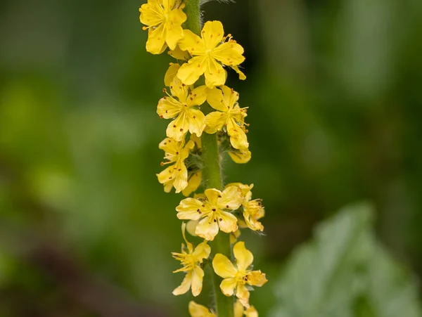 Eine Nahaufnahme Von Blühenden Gelben Landblumen — Stockfoto